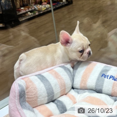 フレンチ・ブルドッグの写真