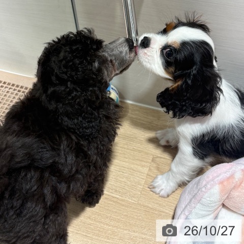 兵庫県のキャバリアキングチャールズスパニエル (ペットプラス 神戸三宮店/2026年8月18日生まれ/男の子/トライカラー)の子犬の3枚目の画像