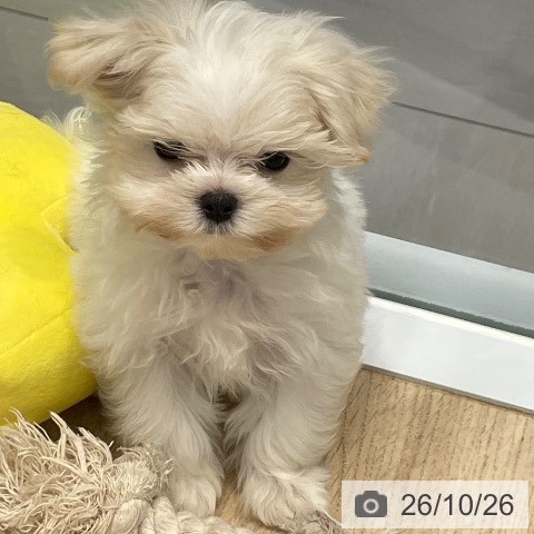 群馬県のマルチーズ (ペットプラス イオンモール太田店/2026年8月13日生まれ/男の子/ホワイト)の子犬の3枚目の画像