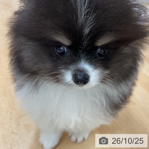 ポメラニアンの写真