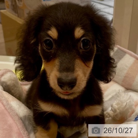 ミニチュア・ダックスフンドの写真