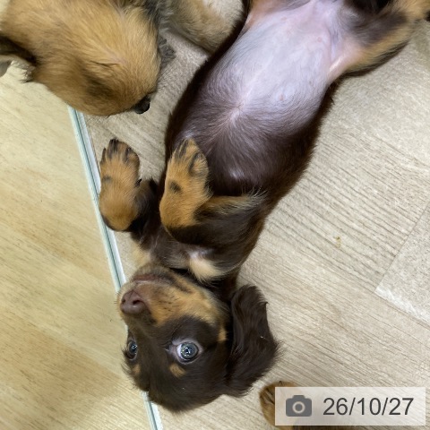 ミニチュア・ダックスフンドの写真
