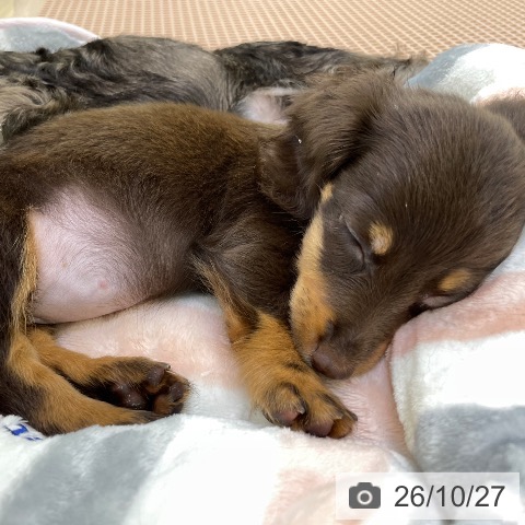 ミニチュア・ダックスフンドの写真