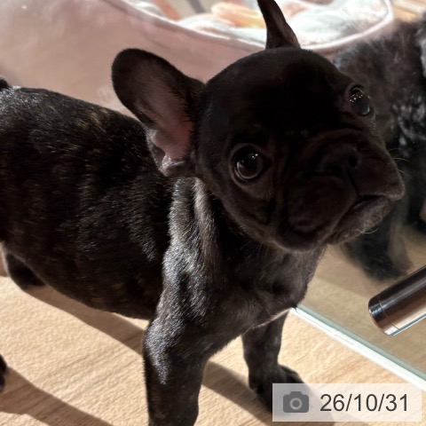 フレンチ・ブルドッグの写真