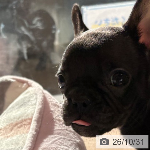 フレンチ・ブルドッグの写真
