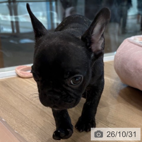 フレンチ・ブルドッグの写真
