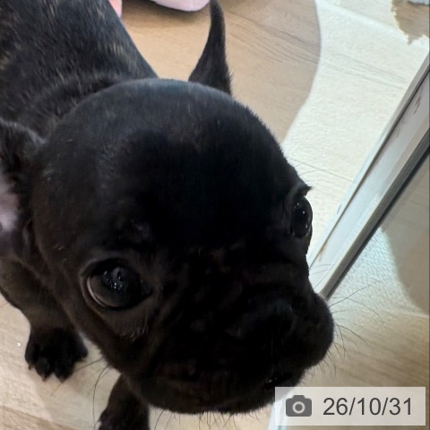 フレンチ・ブルドッグの写真