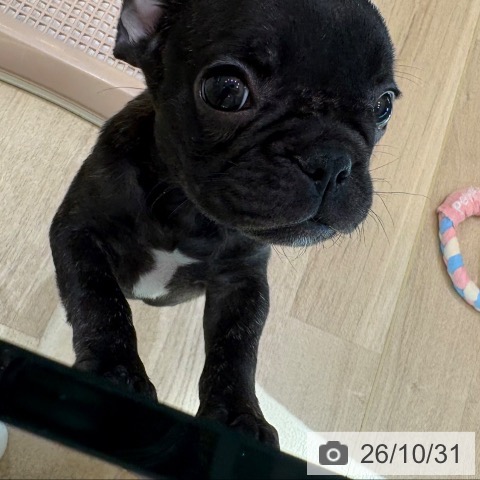 フレンチ・ブルドッグの写真