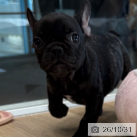 フレンチ・ブルドッグの写真