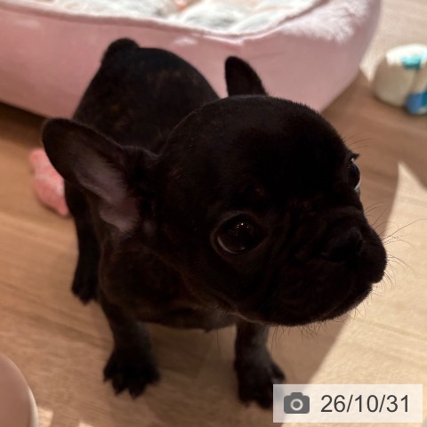 フレンチ・ブルドッグの写真