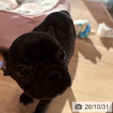 フレンチ・ブルドッグの写真