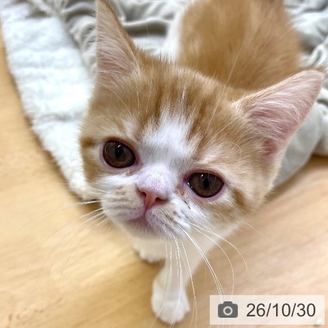 香川県のスコティッシュフォールド (ペットプラス 高松店/2026年8月28日生まれ/女の子/レッドタビーホワイト)の子猫の4枚目の画像