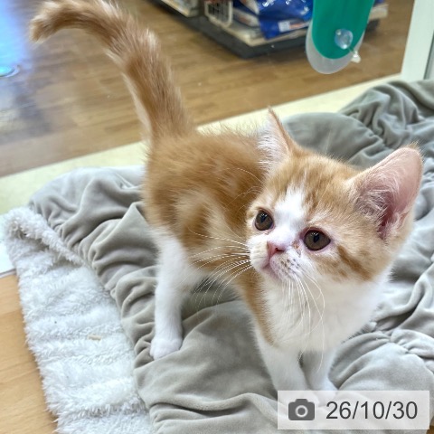 香川県のスコティッシュフォールド (ペットプラス 高松店/2026年8月28日生まれ/女の子/レッドタビーホワイト)の子猫の3枚目の画像