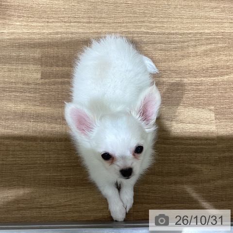 チワワの写真
