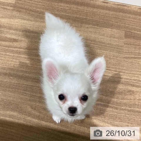 チワワの写真