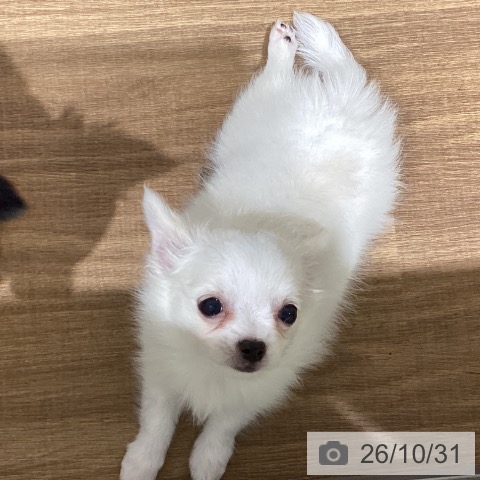 チワワの写真