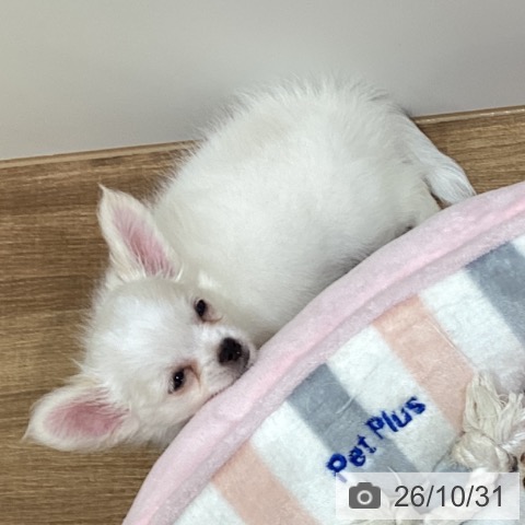 チワワの写真