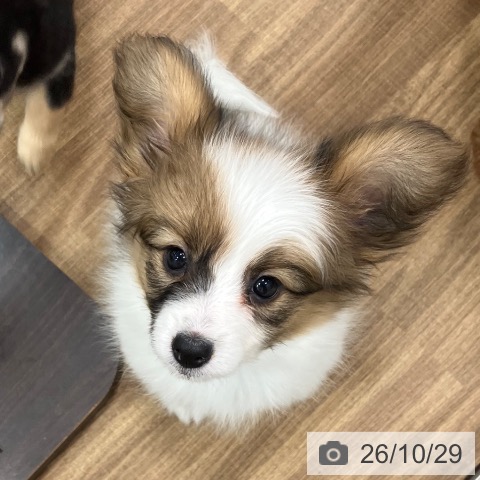パピヨンの写真