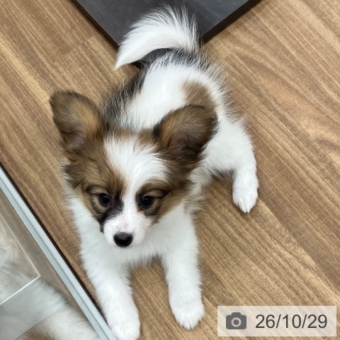 パピヨンの写真