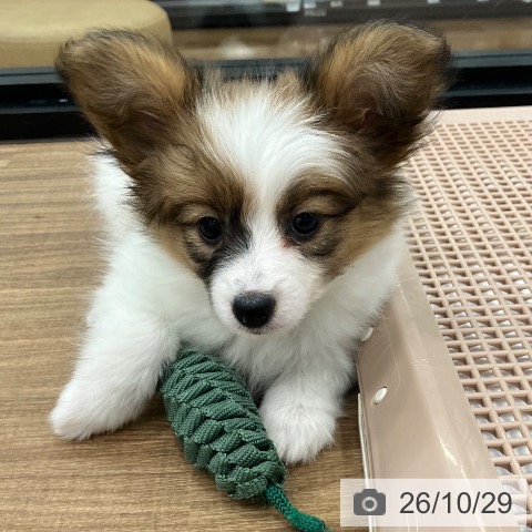 パピヨンの写真