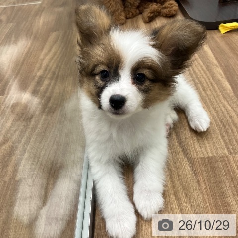 パピヨンの写真