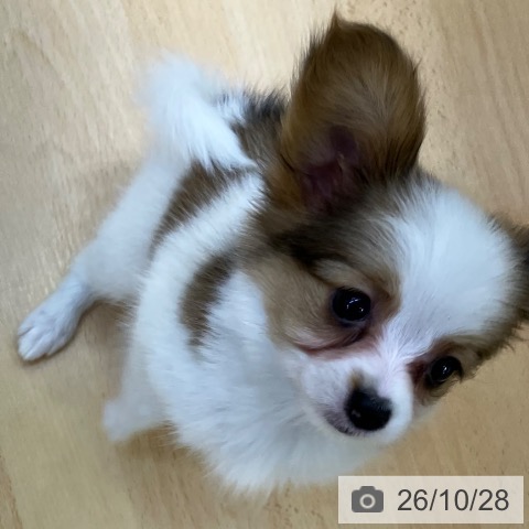 パピヨンの写真