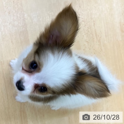パピヨンの写真