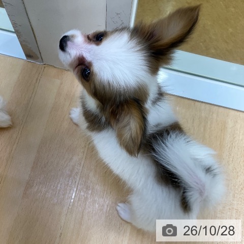 パピヨンの写真