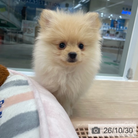 ポメラニアンの写真