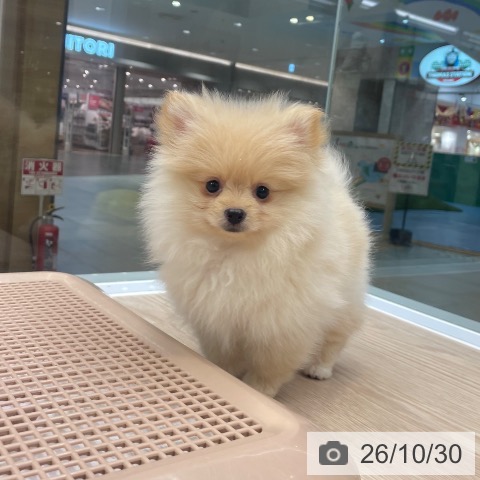 ポメラニアンの写真