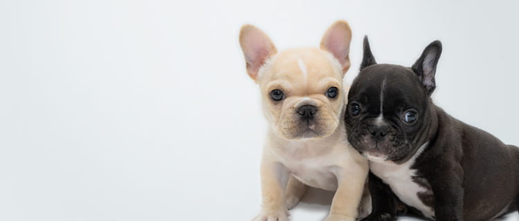 ブリーダー様へ 子犬 子猫専門ペットショップの Petplus ペットプラス ブリーダー様へ 子犬 子猫専門ペットショップの Petplus ペットプラス
