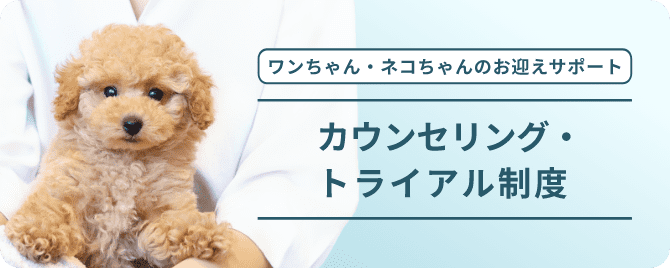 【新品】ペットショップボーイズCATALOGUEカタログ PET SHOP BOYS CATALOGUE - メルカリ
