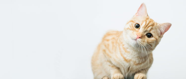 よくあるご質問 子犬 子猫専門ペットショップの Petplus ペットプラス