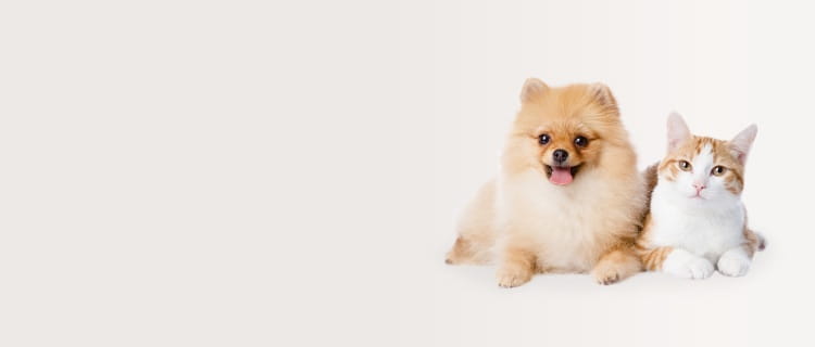 最近チェックしたワンちゃん・ネコちゃん | PetPlus パートナードッグ