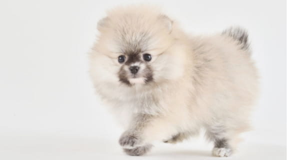 ワンちゃんを探す 子犬 子猫専門ペットショップの Petplus ペットプラス ワンちゃんを探す 子犬 子猫専門ペットショップの Petplus ペットプラス