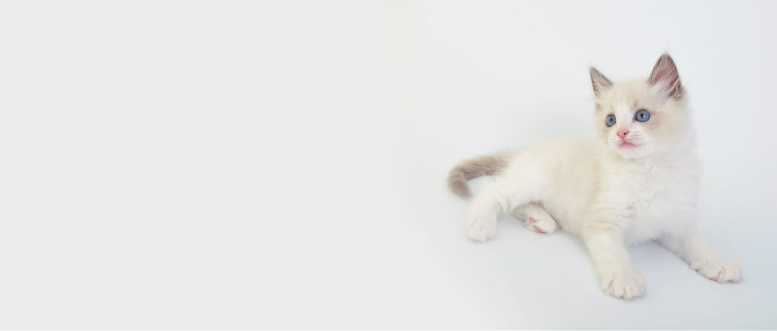 ネコちゃんを探す 子犬 子猫専門ペットショップの Petplus ペットプラス