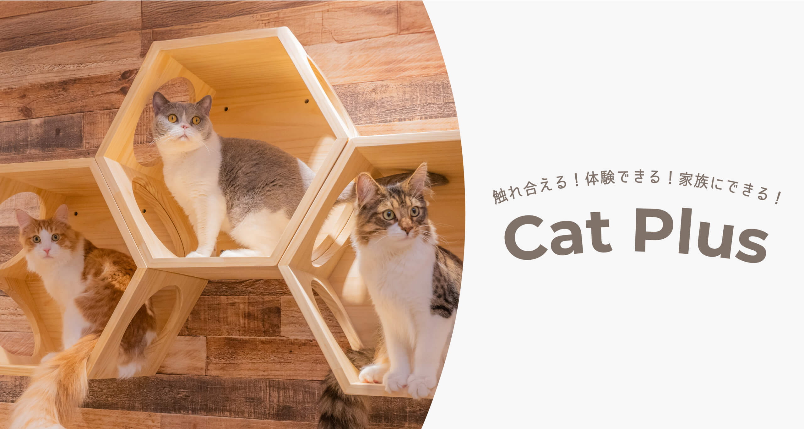 触れ合える!体験できる!家族にできる! CatPlus ネコちゃんとの生活体験型店舗