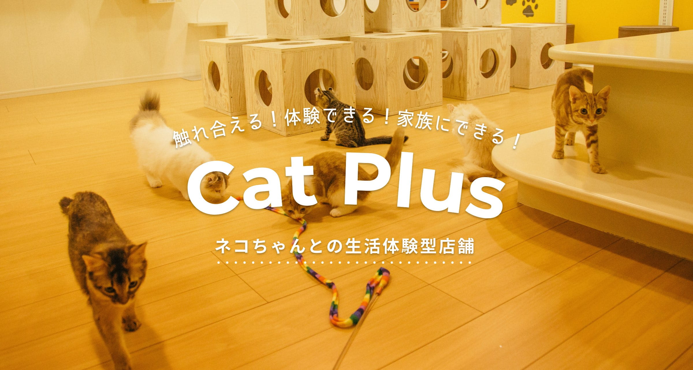 触れ合える！体験できる！家族にできる！ CatPlus ネコちゃんとの生活体験型店舗