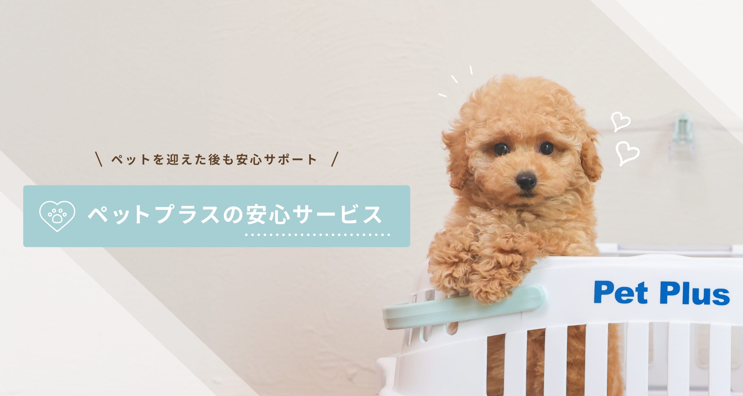 ペットプラスの安心サービス | 子犬・子猫専門ペットショップのペット