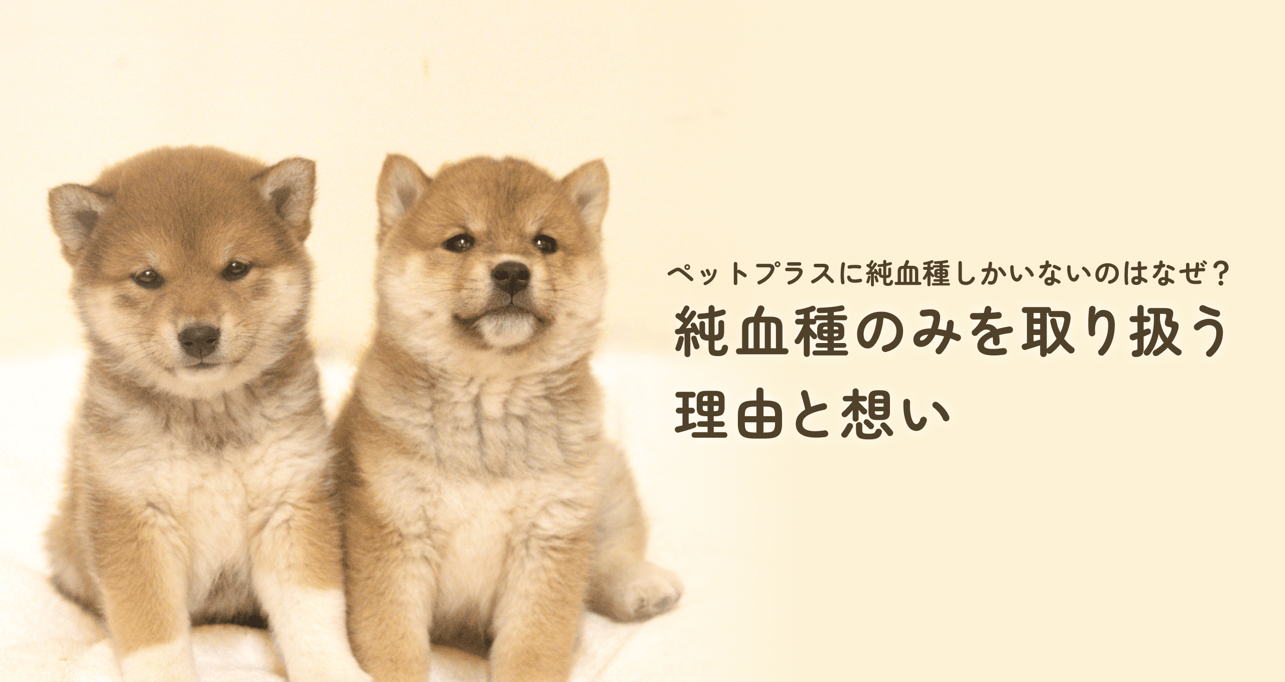 純血種のみを取り扱う理由と想い