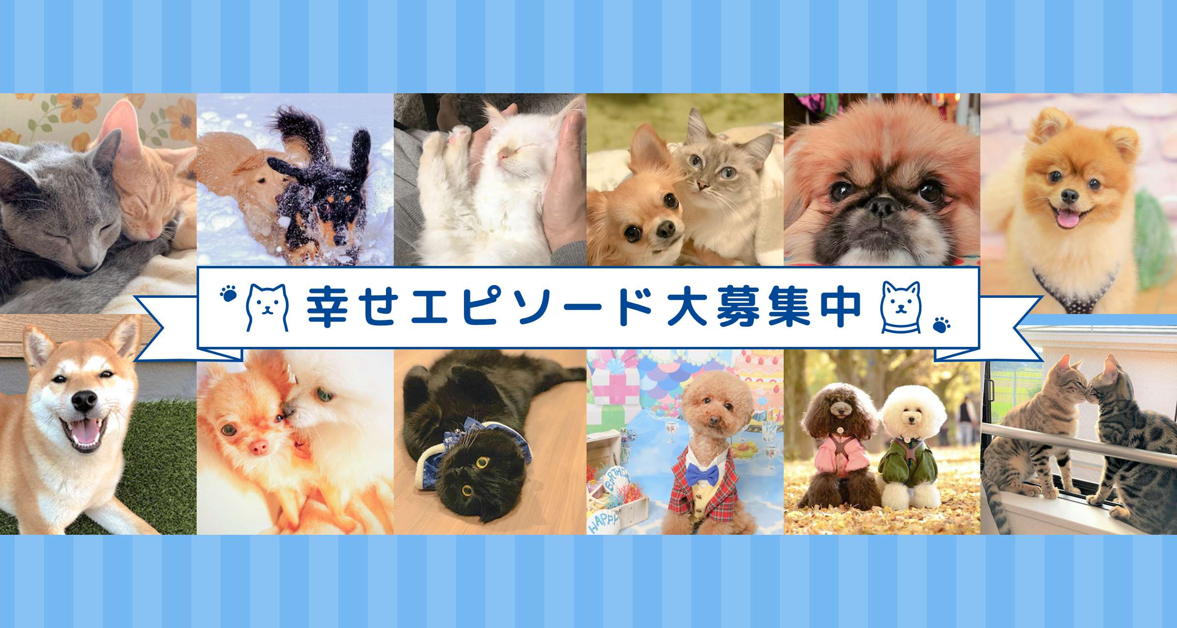 子犬 子猫専門ペットショップはpetplus ペットプラス