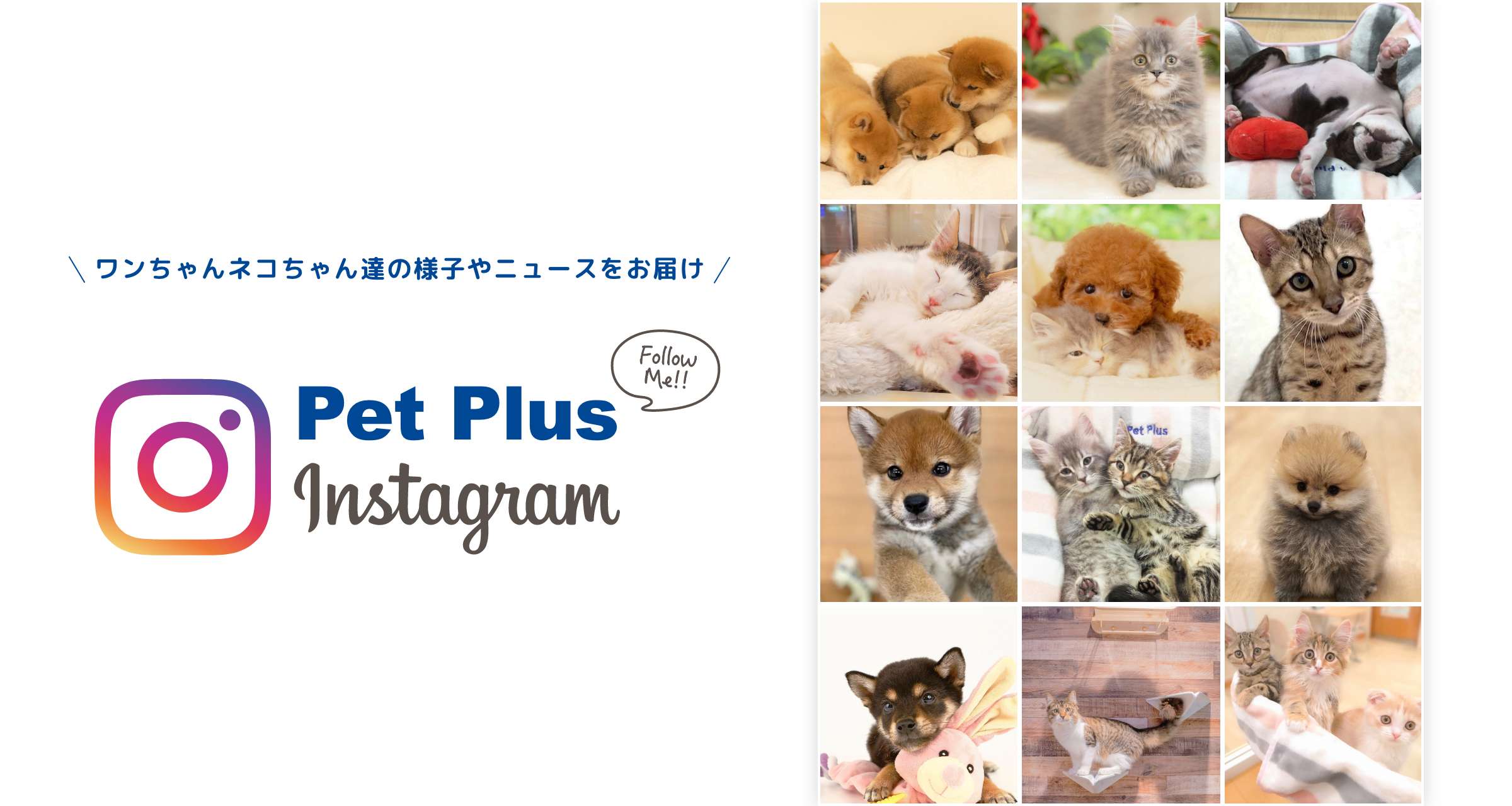 子犬 子猫専門ペットショップはpetplus ペットプラス