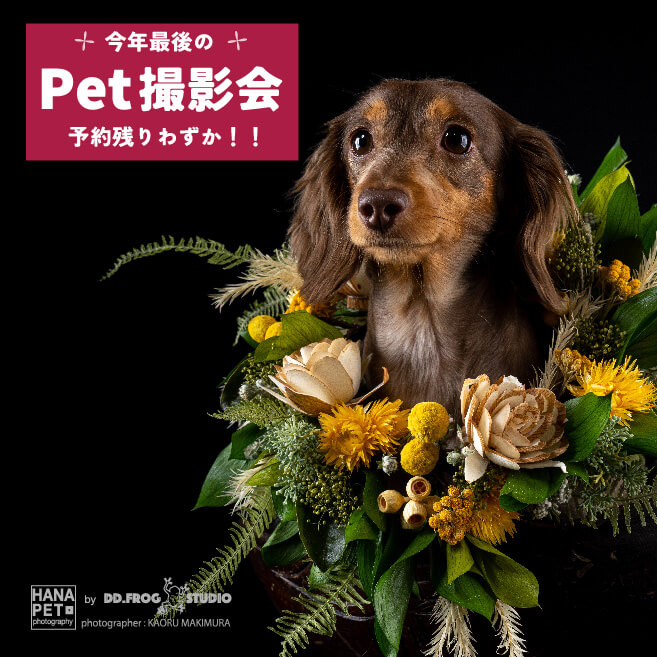 ワンランク上のペット撮影会！予約が残りわずかになりました!!