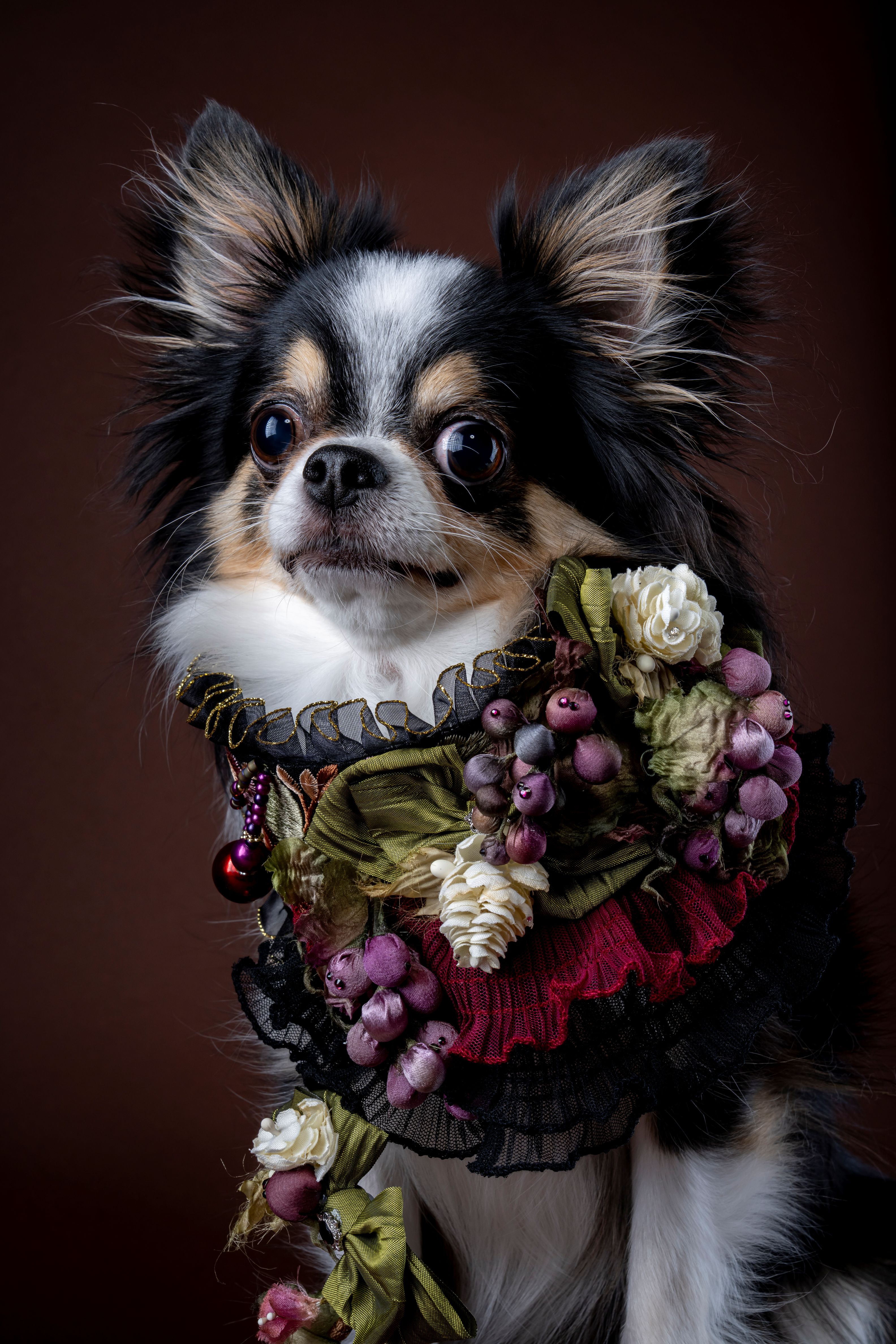 【2026年開催】ワンランク上のペット撮影会！予約受付スタート！