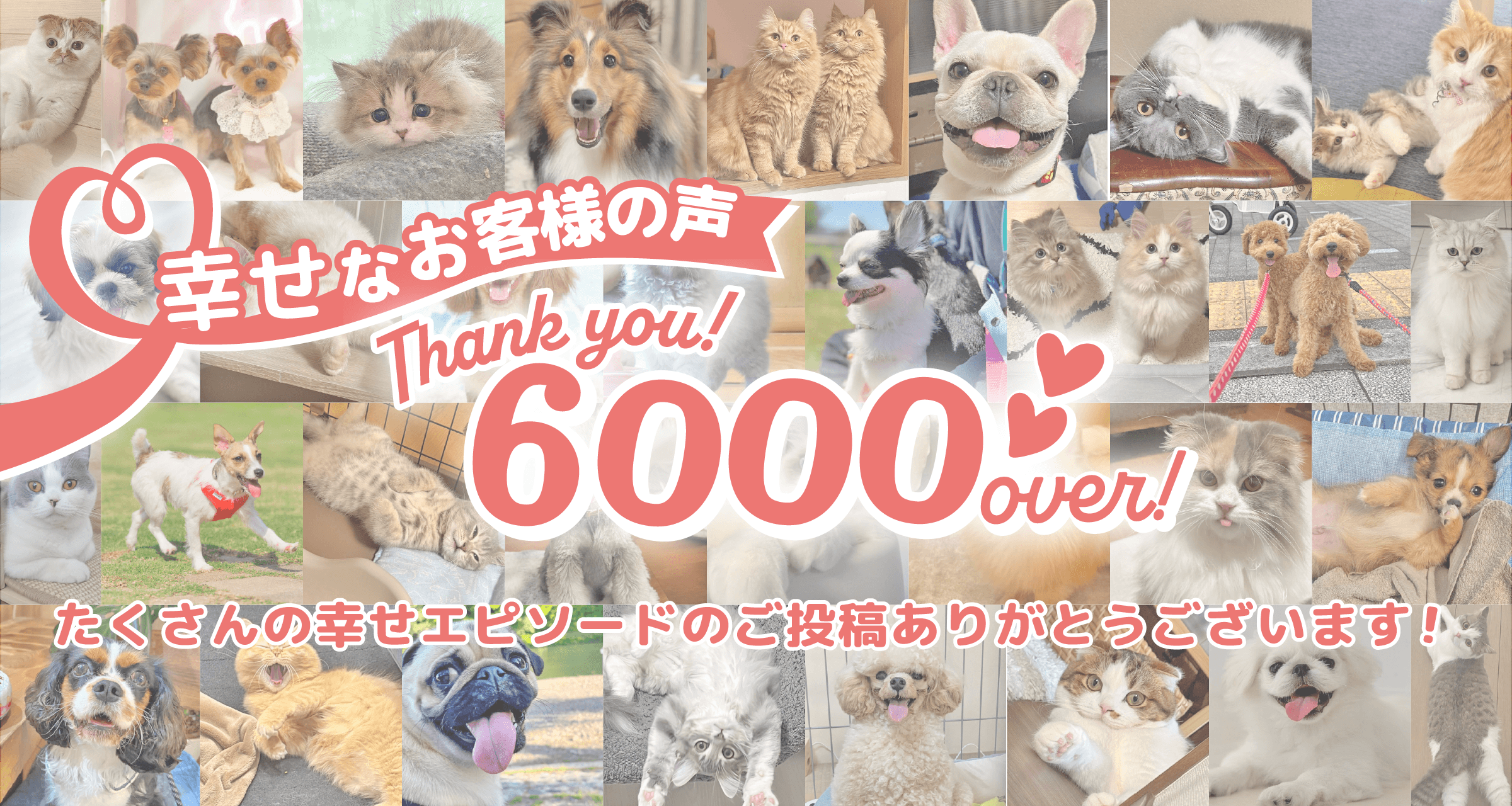 幸せなお客様の声が6,000件を突破しました！