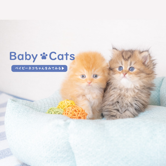 BabyPlusよりかわいいベビーネコちゃんのご紹介です！