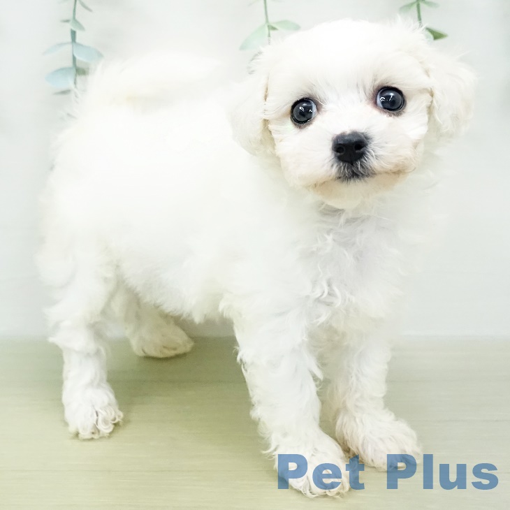 東京都のビションフリーゼ (ペットプラス南砂町SUNAMO店/2024年2月17日生まれ/女の子/ホワイト)の子犬
