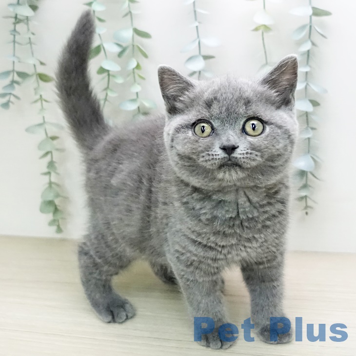 千葉県のブリティッシュショートヘアー (ペットプラスユーカリが丘店/2024年2月9日生まれ/男の子/ブルー)の子猫