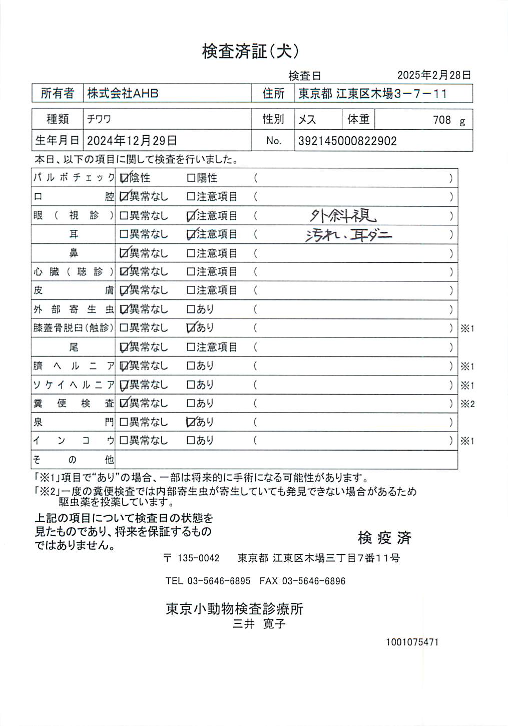 チワワ