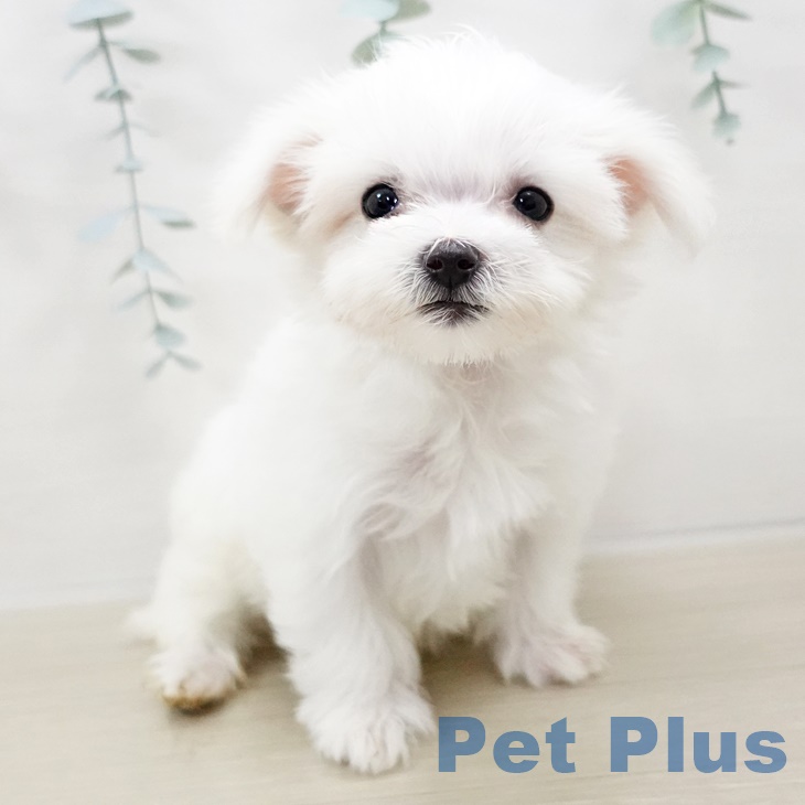 茨城県のマルチーズ (ペットプラス古河店/2025年1月7日生まれ/女の子/ホワイト)の子犬